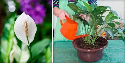 щастие Flower жената (Spathiphyllum) вярвания и суеверия, грижи у дома (снимки)