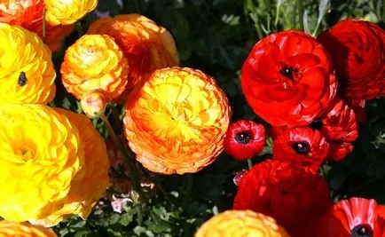 Цветя ranunkulyus лютиче през пролетта градина, оранжеви семена, засаждане и грижи, което прилича на смесица от лютиче