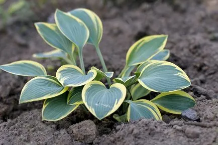 Gazdă de flori - plantare și îngrijire