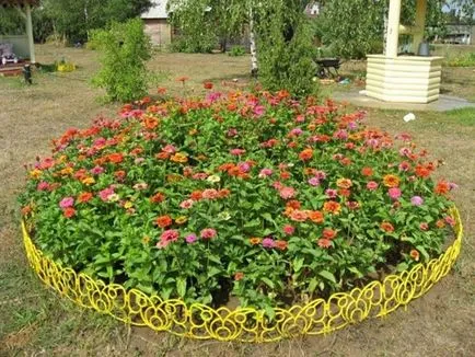 Zinnias vagy Majors népszerű fajták, különösen a növekedés