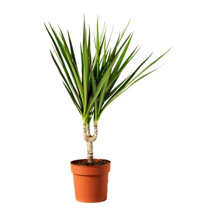 Dracaena virág - fotó és az otthoni ápolást az a fajta transzplantációs