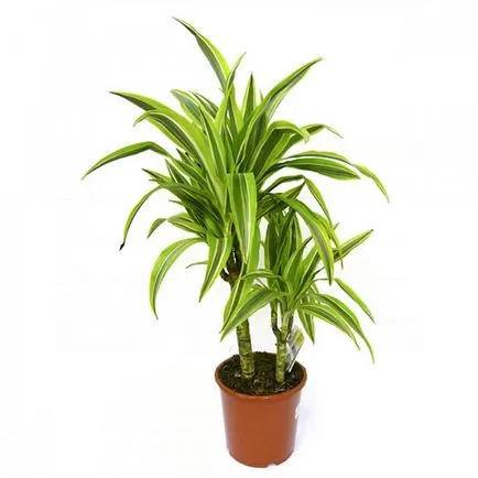 Dracaena цвете - снимка и грижи в дома, видовете трансплантация