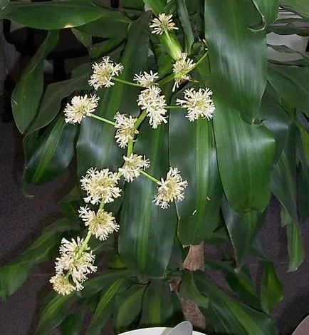 Dracaena flori - fotografie și de îngrijire la domiciliu, tipurile de transplant