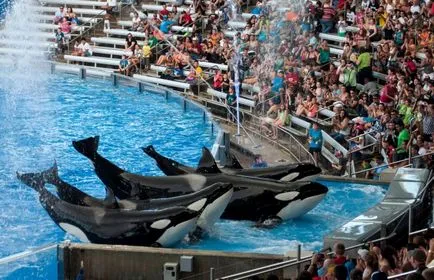 Dolphinariums világ a szórakozás, az oktatás, a kezelés