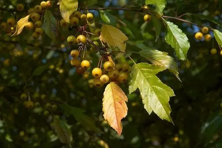 mere decorative - arbori și arbuști ornamentali