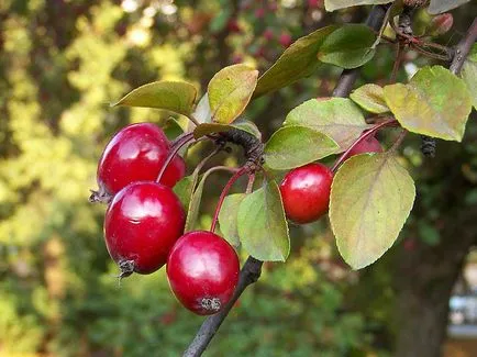 mere decorative - arbori și arbuști ornamentali