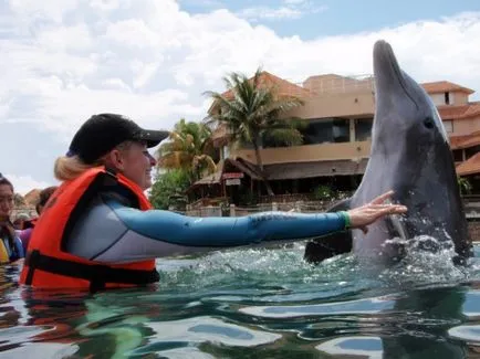 Dolphinariums világ a szórakozás, az oktatás, a kezelés