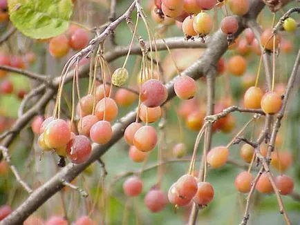 mere decorative - arbori și arbuști ornamentali