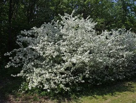 mere decorative - arbori și arbuști ornamentali