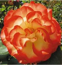 Mi a floribunda rózsa