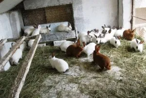 Съдържание на зайци в клетки подробно опит