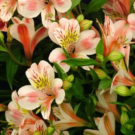 Alstroemeria цветя снимка и описание на сортовете