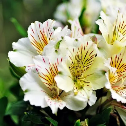 Alstroemeria virágok kép és leírás a fajták