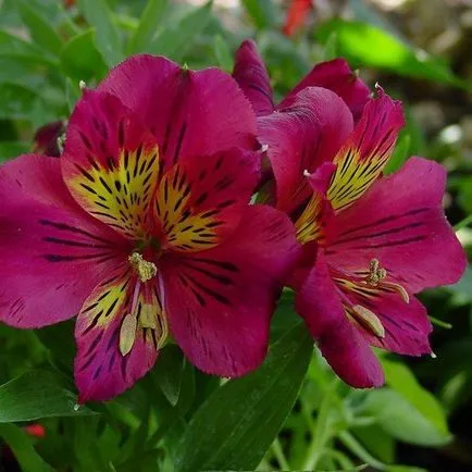 Alstroemeria virágok kép és leírás a fajták