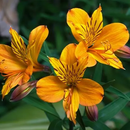 Alstroemeria цветя снимка и описание на сортовете