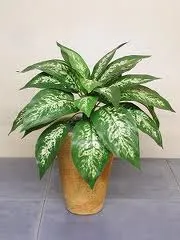 Dieffenbachia - plante de apartament - lumea în mâinile mele! mame Acasă