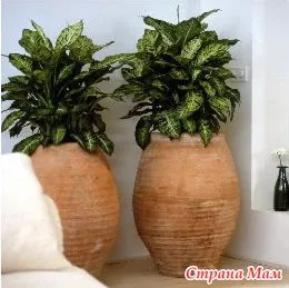 Dieffenbachia - plante de apartament - lumea în mâinile mele! mame Acasă