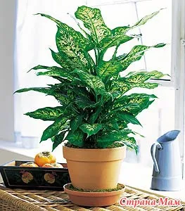 Dieffenbachia - plante de apartament - lumea în mâinile mele! mame Acasă