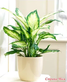 Dieffenbachia - plante de apartament - lumea în mâinile mele! mame Acasă