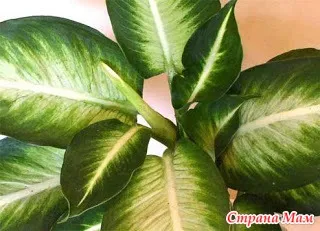 Dieffenbachia - plante de apartament - lumea în mâinile mele! mame Acasă