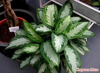 Dieffenbachia - plante de apartament - lumea în mâinile mele! mame Acasă