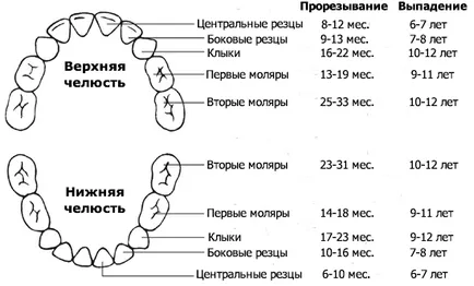 Stomatologie Pediatrică la Medvedkovo si Babushkinskaya la Moscova, Dent smarald