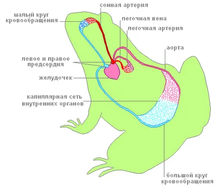 Respiratorii si amfibieni ale sistemului circulator