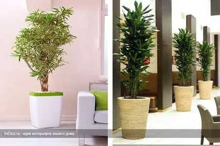 Dracaena a belső - sanderiana a tervezési lakások és irodák