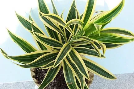 Dracaena (30 fotó) típusú otthoni gondozást