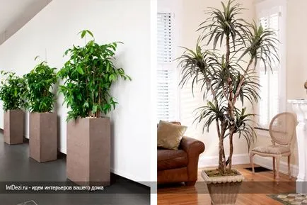 Dracaena a belső - sanderiana a tervezési lakások és irodák