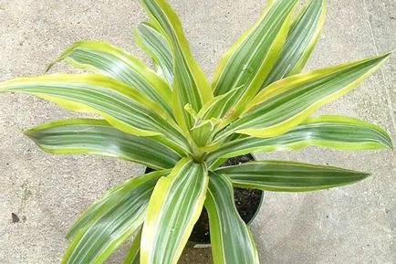 Dracaena (30 fotó) típusú otthoni gondozást