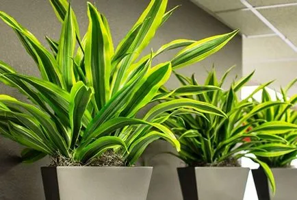 Dracaena (30 fotó) típusú otthoni gondozást