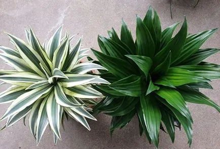 Dracaena (30 fotó) típusú otthoni gondozást