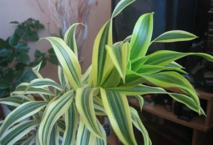 Dracaena (30 fotó) típusú otthoni gondozást