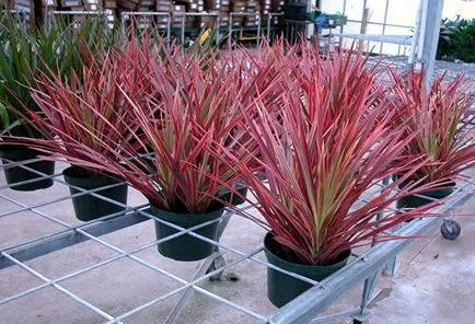 Dracaena (30 fotó) típusú otthoni gondozást