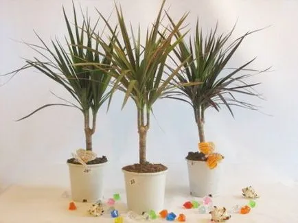 грижа Dracaena у дома, пренос и възпроизвеждане, видео, фото