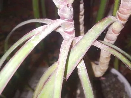 грижа Dracaena у дома, пренос и възпроизвеждане, видео, фото