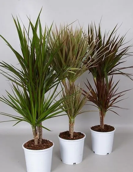 Dracaena (30 fotó) típusú otthoni gondozást