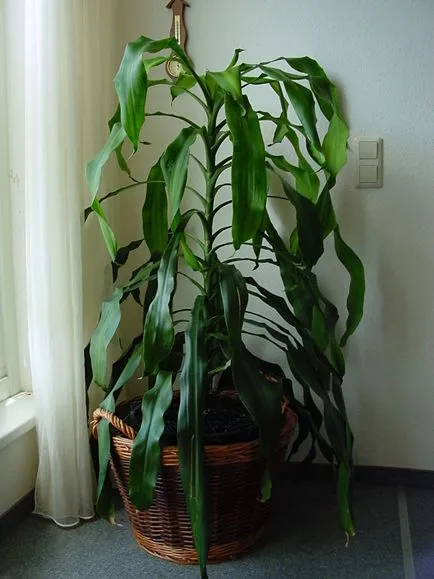 Dracaena (30 fotó) típusú otthoni gondozást