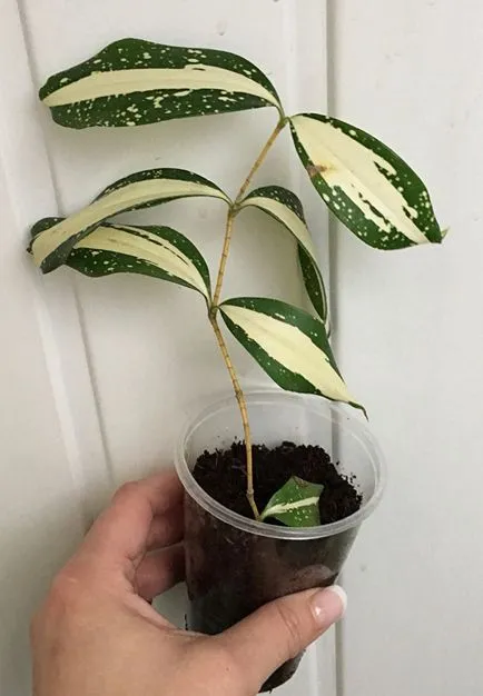 Dracaena (30 fotó) típusú otthoni gondozást