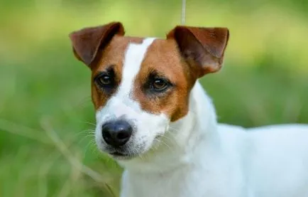 Jack Russell Terrier leírása és a fajta jellemzői