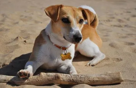 Jack Russell Terrier leírása és a fajta jellemzői