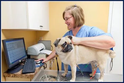 ECG pentru animale în clinici veterinare din Moscova