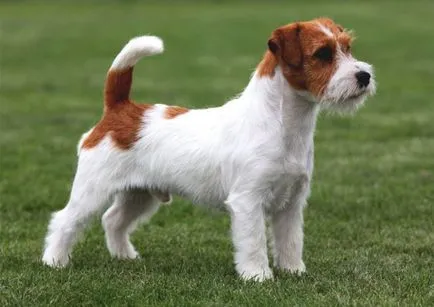 Jack Russell Terrier leírása és a fajta jellemzői