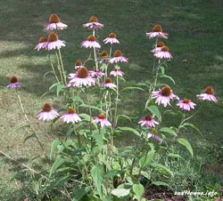 Echinacea évelő virágok