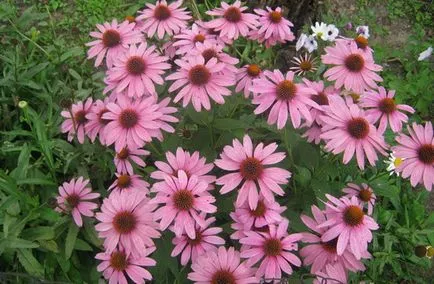 Echinacea évelő kerti leírása és termesztése virág - Virágok Enciklopédia