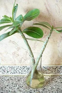 Formarea Adenium caudex, rădăcini, trunchi