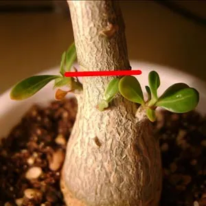 Formarea Adenium caudex, rădăcini, trunchi