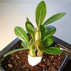 Formarea Adenium caudex, rădăcini, trunchi