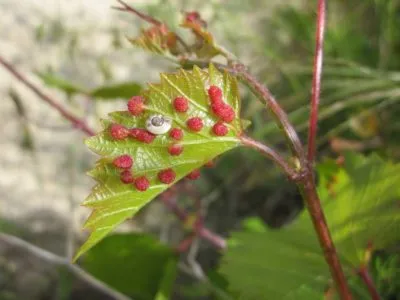 Phylloxera de struguri măsuri de control, cauze si tratament